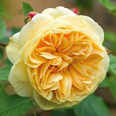 Саженцы роз ТИЗИНГ ДЖОРДЖИЯ английская  Саженцы роз ТИЗИНГ ДЖОРДЖИЯ английская в Туле