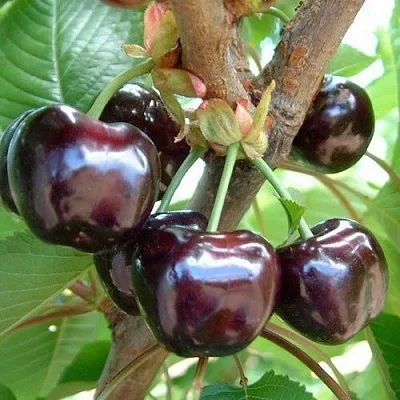 Черешня МУСКАТНАЯ  Черешня МУСКАТНАЯ в Туле