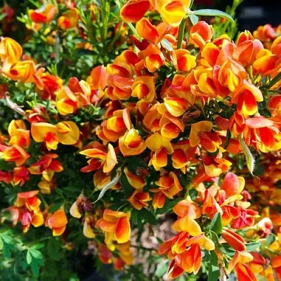 Ракитник АНДРЕАНУС в Туле