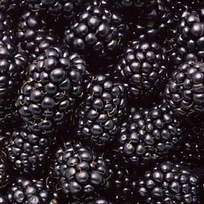 Ежевика ОРКАН бесшипная в Туле