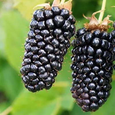 Ежевика КОЛАМБИЯ ГИГАНТ бесшипная  Ежевика КОЛАМБИЯ ГИГАНТ бесшипная в Туле