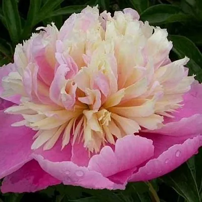 Пион ВЕСЕННЯЯ ПАЛИТРА травянистый в Туле