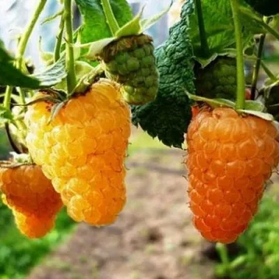 Малина ОРАНЖЕВОЕ ЧУДО  Малина ОРАНЖЕВОЕ ЧУДО в Туле