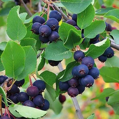 Ирга THIESSEN — описание сорта Ирга THIESSEN в Туле