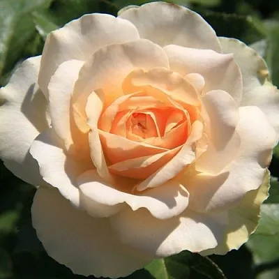 Саженцы роз САН СУСИ флорибунда  Саженцы роз САН СУСИ флорибунда в Туле