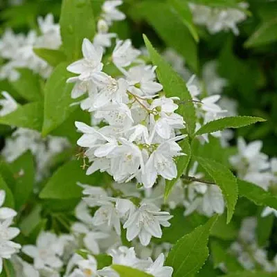 Дейция шершавая в Туле