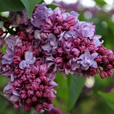 Сирень П.П.КОНЧАЛОВСКИЙ  Сирень П.П.КОНЧАЛОВСКИЙ в Туле