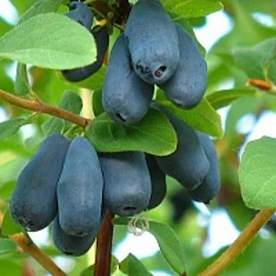 Жимолость съедобная ЮГАНА  Жимолость съедобная ЮГАНА в Туле