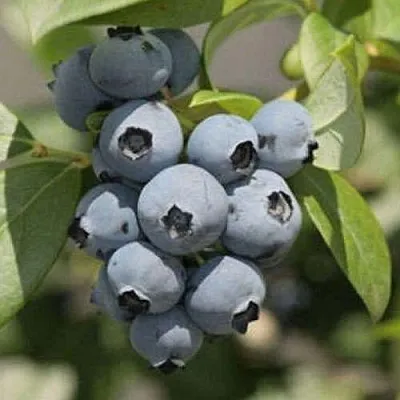 саженцы голубики