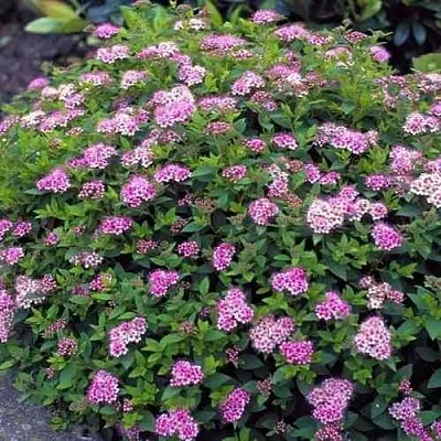 Спирея ЛИТЛ ПРИНЦЕСС японская  Спирея ЛИТЛ ПРИНЦЕСС японская в Туле