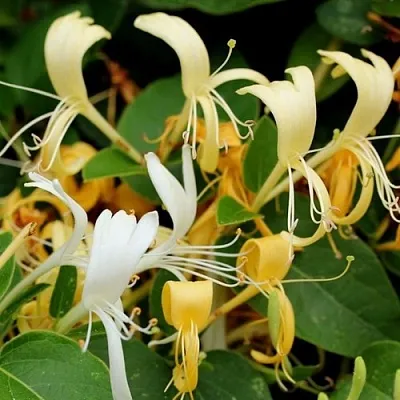 Жимолость ХАЛЛИАНА японская (Хелиана) в Туле