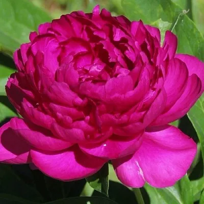 Пион БАРХАТ НОЧИ травянистый в Туле