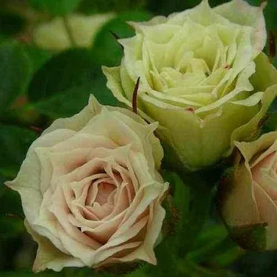 Саженцы роз ГРИН ДАЙМОНД миниатюрная  Саженцы роз ГРИН ДАЙМОНД миниатюрная в Туле