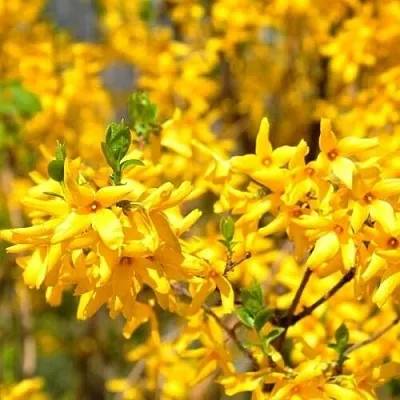 Форзиция в Туле