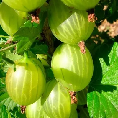 Крыжовник МАЛАХИТ в Туле