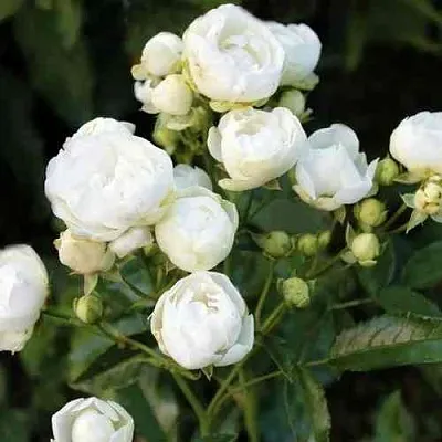 Саженцы роз УАЙТ МОРСДАГ полиантовая  Саженцы роз УАЙТ МОРСДАГ полиантовая в Туле