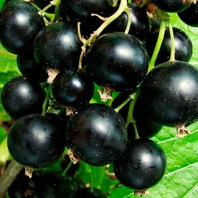 Чёрная  Чёрная в Туле