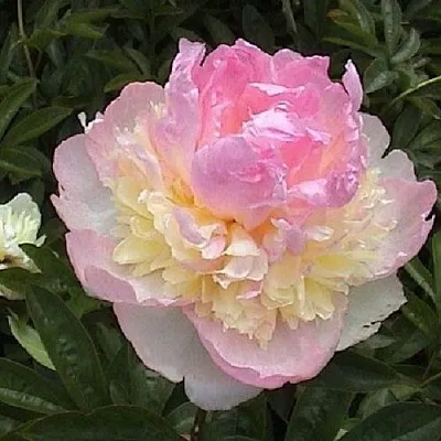 Пион РАСБЕРРИ САНДЕЙ травянистый  Пион РАСБЕРРИ САНДЕЙ травянистый в Туле