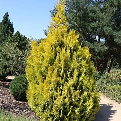 Туя СТОУНХАМ ГОЛД складчатая  Туя СТОУНХАМ ГОЛД складчатая в Туле