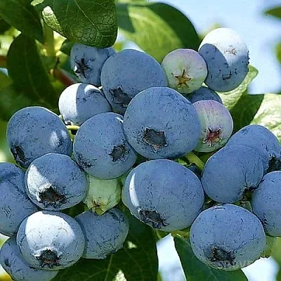 Голубика НУИ в Туле