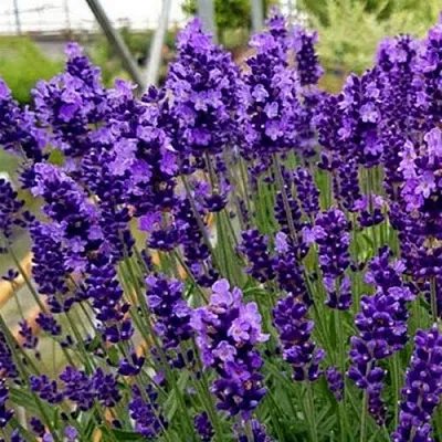 Лаванда ХИДКОТ БЛЮ узколистная  Лаванда ХИДКОТ БЛЮ узколистная в Туле
