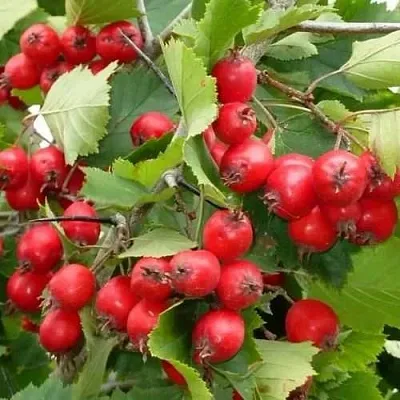 Боярышник СВАЯК в Туле