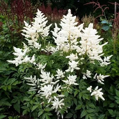 Астильба ДОЙЧЛАНД японская  Астильба ДОЙЧЛАНД японская в Туле