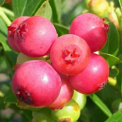 Голубика ПИНК ЛИМОНАД в Туле