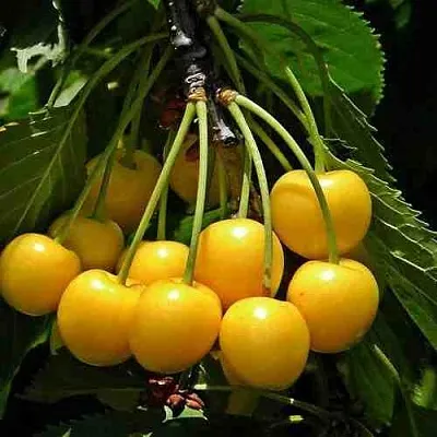 Черешня ЧЕРМАШНАЯ  Черешня ЧЕРМАШНАЯ в Туле