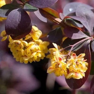 Барбарис в Туле