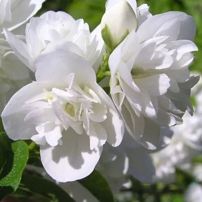 Жасмин ЖИРАНДОЛЬ  Жасмин ЖИРАНДОЛЬ в Туле