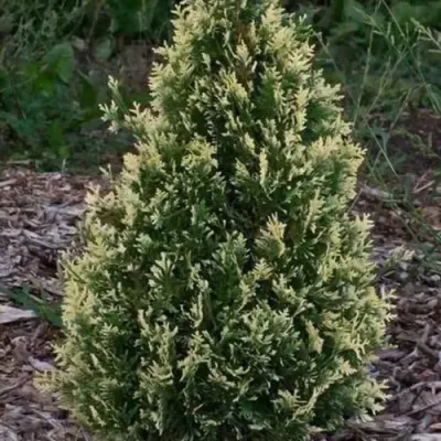 Туя БРАБАНТ ВАРИЕГАТТА западная — описание сорта Туя БРАБАНТ ВАРИЕГАТТА западная в Туле