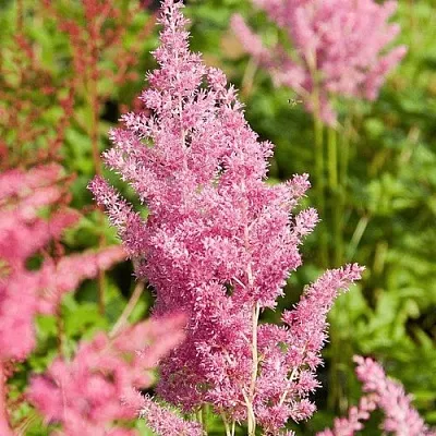 Астильба РЕЙНЛЕНД японская  Астильба РЕЙНЛЕНД японская в Туле
