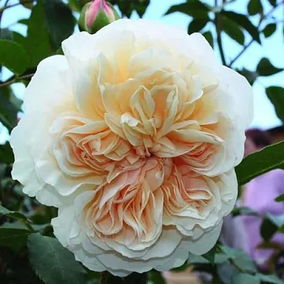 Саженцы роз ЛИЧФИЛД ЭНДЖЕЛ английская  Саженцы роз ЛИЧФИЛД ЭНДЖЕЛ английская в Туле