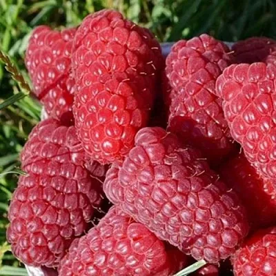 Малина САМОСВАЛ  Малина САМОСВАЛ в Туле