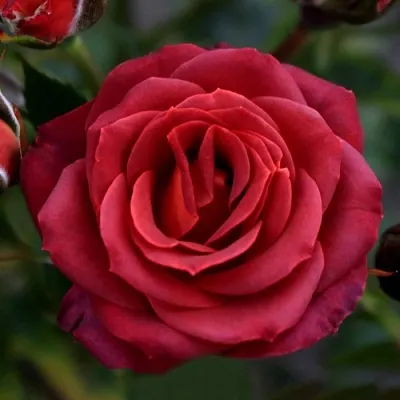 Саженцы роз ЧОКОЧИНО спрей  Саженцы роз ЧОКОЧИНО спрей в Туле