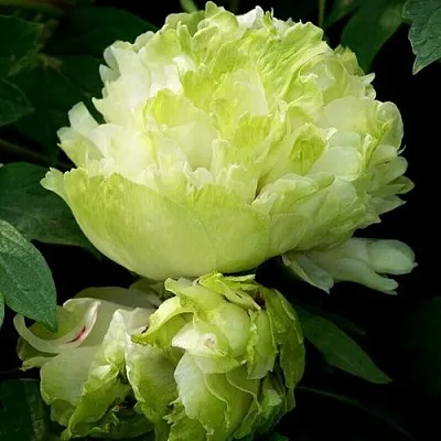 Пион ЗЕЛЕНЫЙ ШАР древовидный в Туле