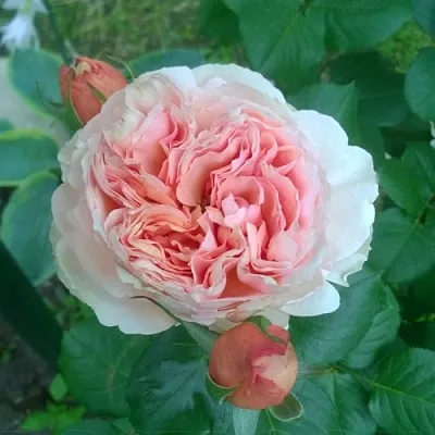 Саженцы роз ФИЛИНГ чайно-гибридная  Саженцы роз ФИЛИНГ чайно-гибридная в Туле