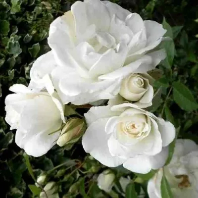 Саженцы роз АСПИРИН флорибунда — описание сорта Саженцы роз АСПИРИН флорибунда в Туле