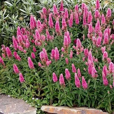 Вероника РОЗЕА колосковая  Вероника РОЗЕА колосковая в Туле