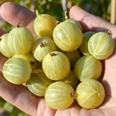 Крыжовник БЕРИЛЛ в Туле