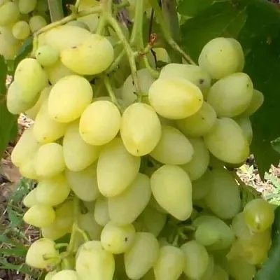 Виноград ЗАРНИЦА в Туле