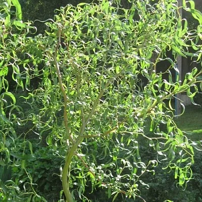 Ива МАТСУДАНА  Ива МАТСУДАНА в Туле