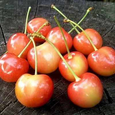 Черешня ЮЛИЯ  Черешня ЮЛИЯ в Туле