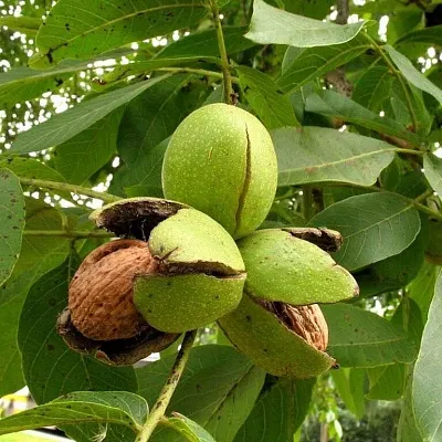 Грецкий орех в Туле