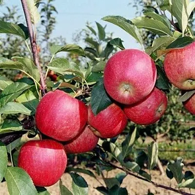 Яблоня АПОРТ в Туле