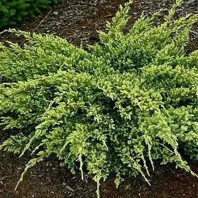 Можжевельник ДРИМ ДЖОЙ чешуйчатый  Можжевельник ДРИМ ДЖОЙ чешуйчатый в Туле