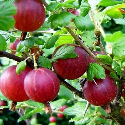 Крыжовник КОНСУЛ  Крыжовник КОНСУЛ в Туле