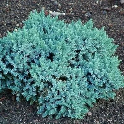 Можжевельник БЛЮ СТАР чешуйчатый  Можжевельник БЛЮ СТАР чешуйчатый в Туле