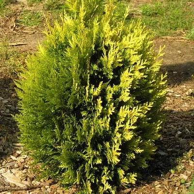 Туя КОППЕР ГОЛД западная  Туя КОППЕР ГОЛД западная в Туле